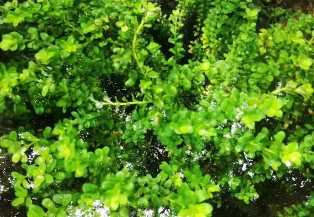 王若思宇 第17頁(yè)