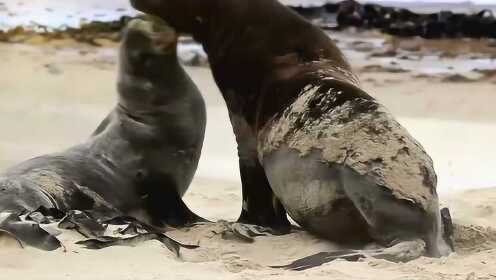 探索自然奧秘，最新動物配種視頻的啟示與影響（2017年）