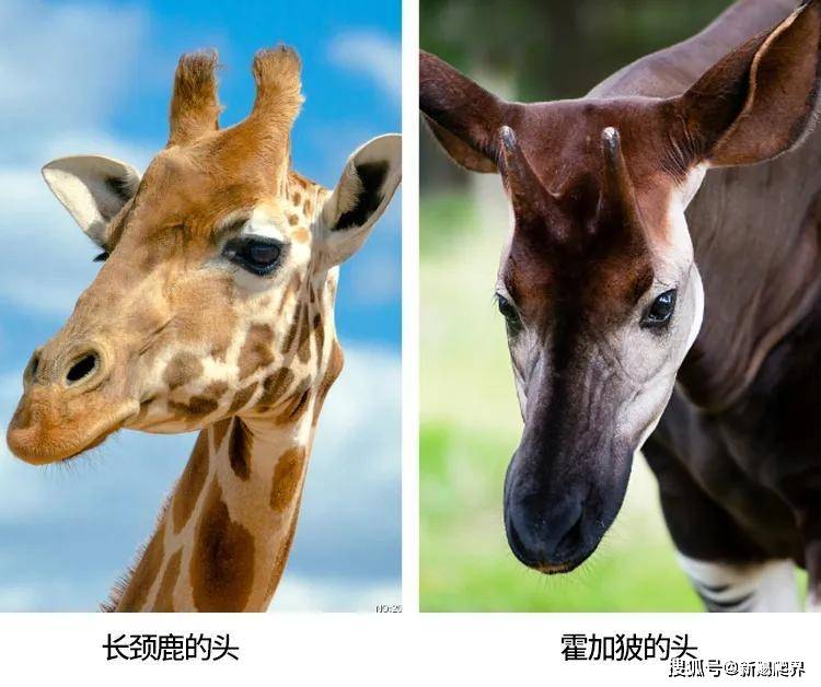 關(guān)于澳門特馬開獎及四不像的真相探討——警惕違法犯罪問題