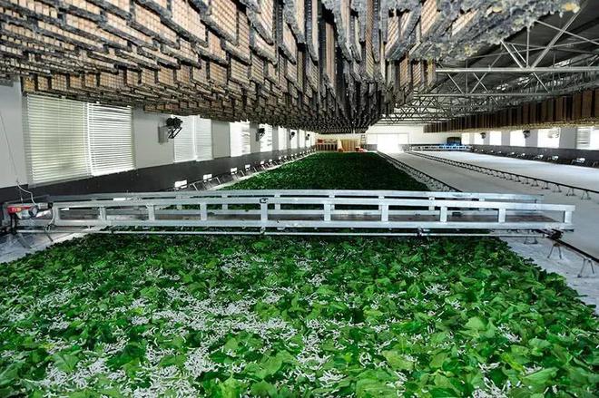 澳門(mén)最精準(zhǔn)正最精準(zhǔn)龍門(mén)蠶——探尋成功的秘訣