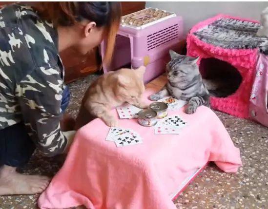 澳門彩票背后的故事，警惕非法賭博的誘惑與風(fēng)險