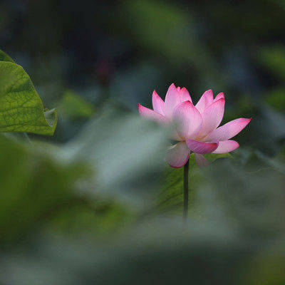 澳門今晚生肖號碼揭秘，探索生肖與彩票的奇妙緣分