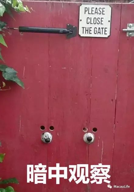 澳門碼的全部免費(fèi)的資料——警惕犯罪風(fēng)險(xiǎn)，切勿參與非法賭博活動(dòng)