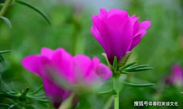 探索管家婆2024，一句話中的特殊魅力